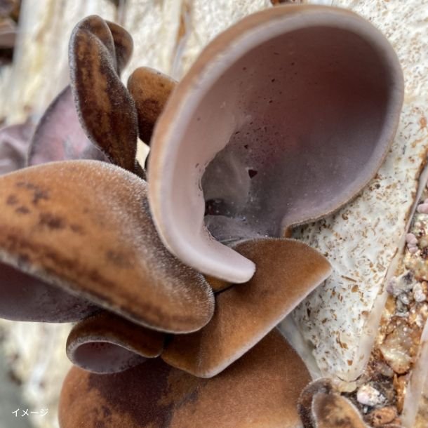 希少な国産キクラゲ