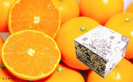 愛媛県産「旬の柑橘詰合せ(せとか・清見)」計4kg【クラチャレふるさとだより】