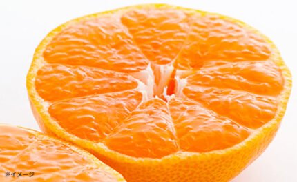 愛媛県産「おいしさ凝縮！訳あり小玉みかん（2S-S）」5kg