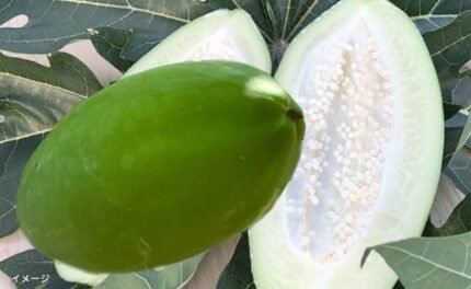広島県大崎上島産「青パパイヤ」1kg（1～2個前後）