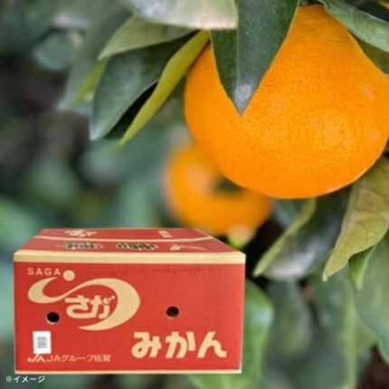 佐賀県産「唐津みかん S～3Lサイズ」5kg
