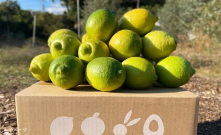 大崎上島産「雹被害の訳ありレモン（農薬：栽培期間中不使用）」2kg（15個程度）